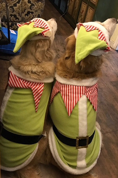 大型犬 St. Patrick’s Day風コスプレ衣装