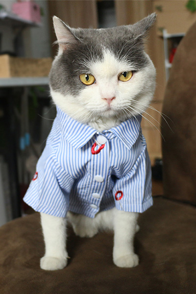 春夏犬猫青いチェック半袖Tシャツ
